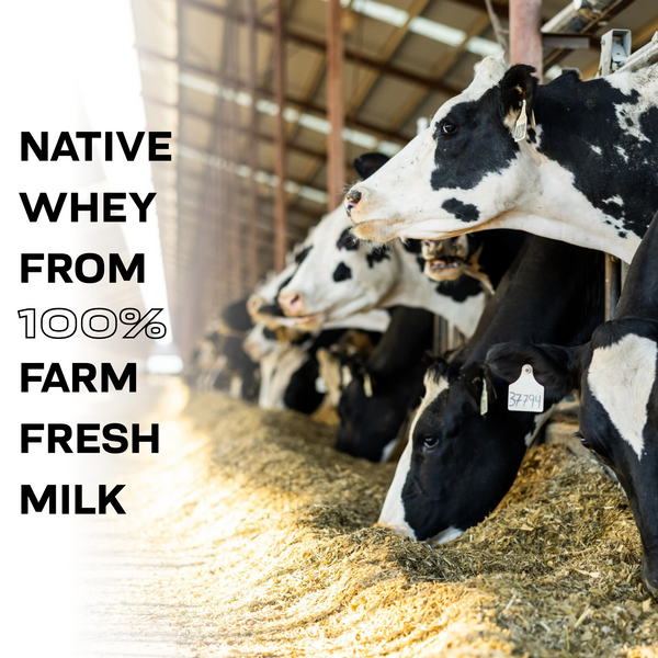 Cows eating. Text reads "Native Whey from 100% farm fresh milk."